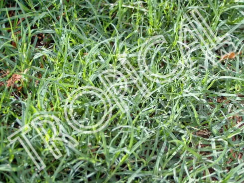 Hazır Rulo Çim Antalya