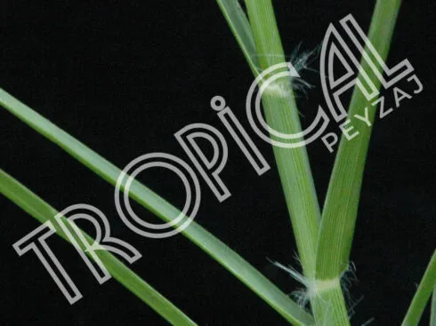 Hazır Rulo Çim Antalya