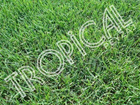 Hazır Rulo Çim Antalya