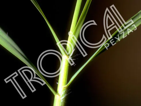 Hazır Rulo Çim Antalya