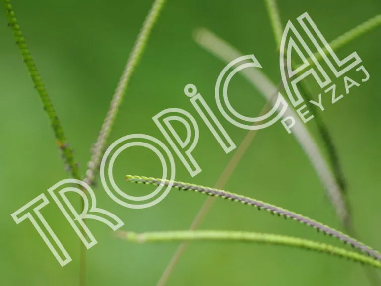 Hazır Rulo Çim Antalya