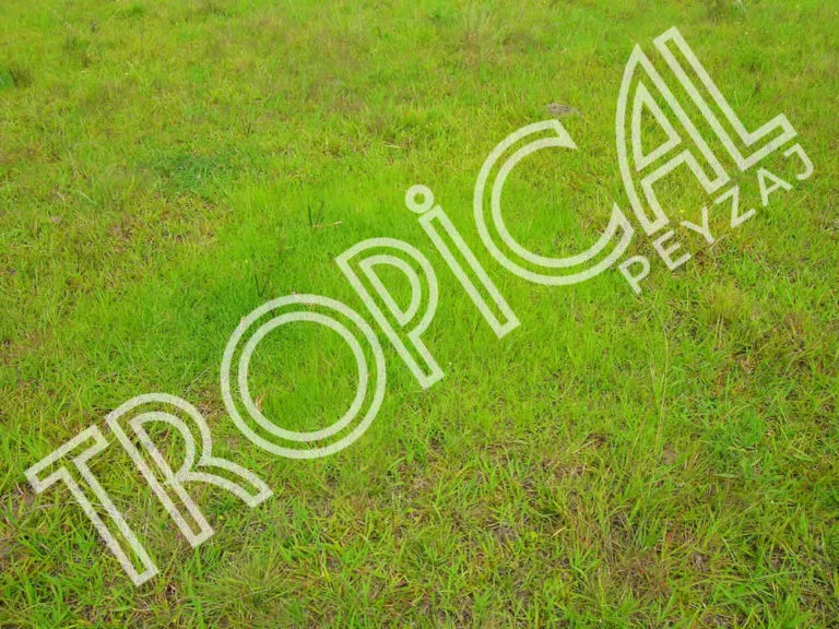 Hazır Rulo Çim Antalya