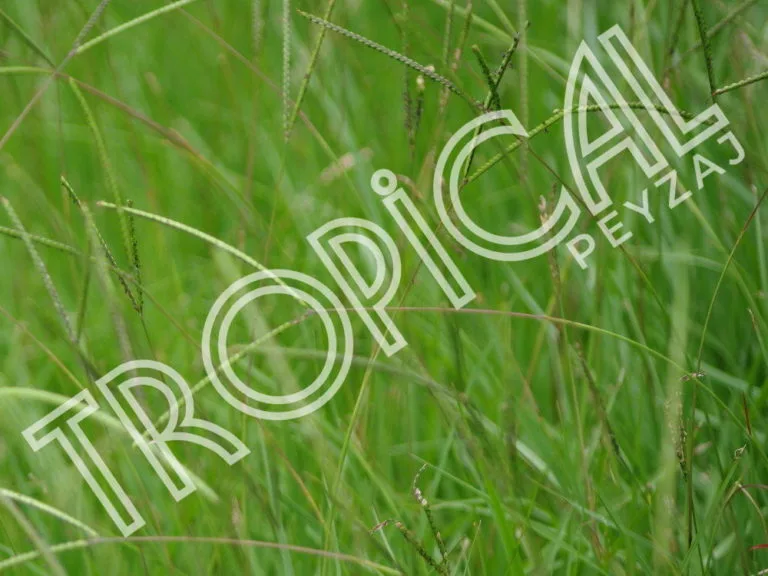 Hazır Rulo Çim Antalya