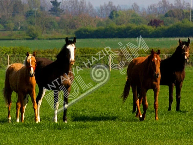 Hazir rulo çim uygulamaları