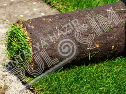 Hazır Rulo Çim Üretimi ve Uygulaması