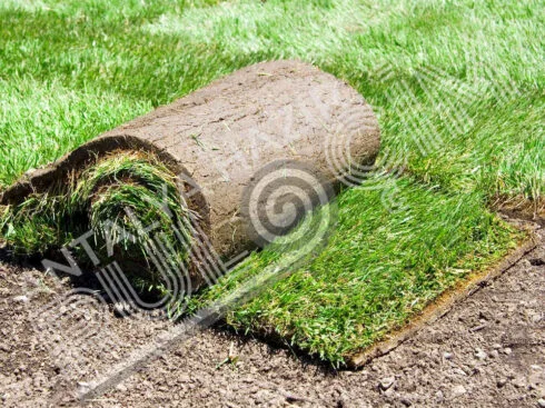 Hazır Rulo Çim Üretimi ve Uygulaması