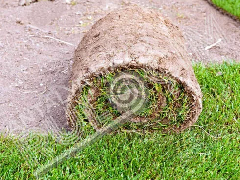 Antalya Hazır Rulo Çim