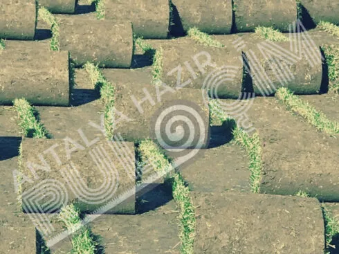 Antalya Hazır Rulo Çim