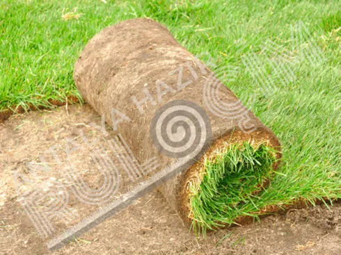 Hazır Rulo Çim Üretimi ve Uygulaması